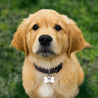 Medaillon Hund Knochen Do It Yourself foto N° 3