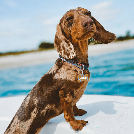 Medaillon Hund Knochen Das Traumleben