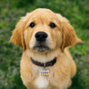 Medaillon Hund Knochen Streifen & Schalk foto N° 3